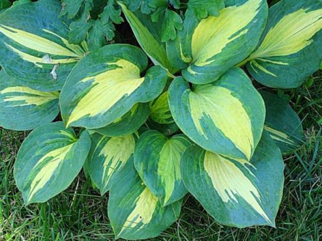 Hosta Thunderbolt  (8019)